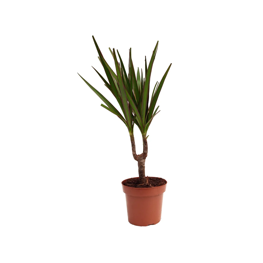 Dracaena Marginata - Ejderha Ağacı - 10,5 Cm Plastik Saksıda