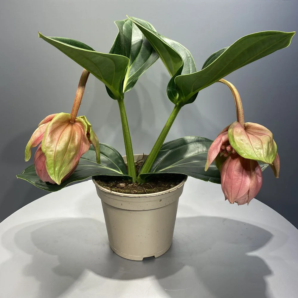 Medinilla Medine Gülü (14 Cm Saksıda)