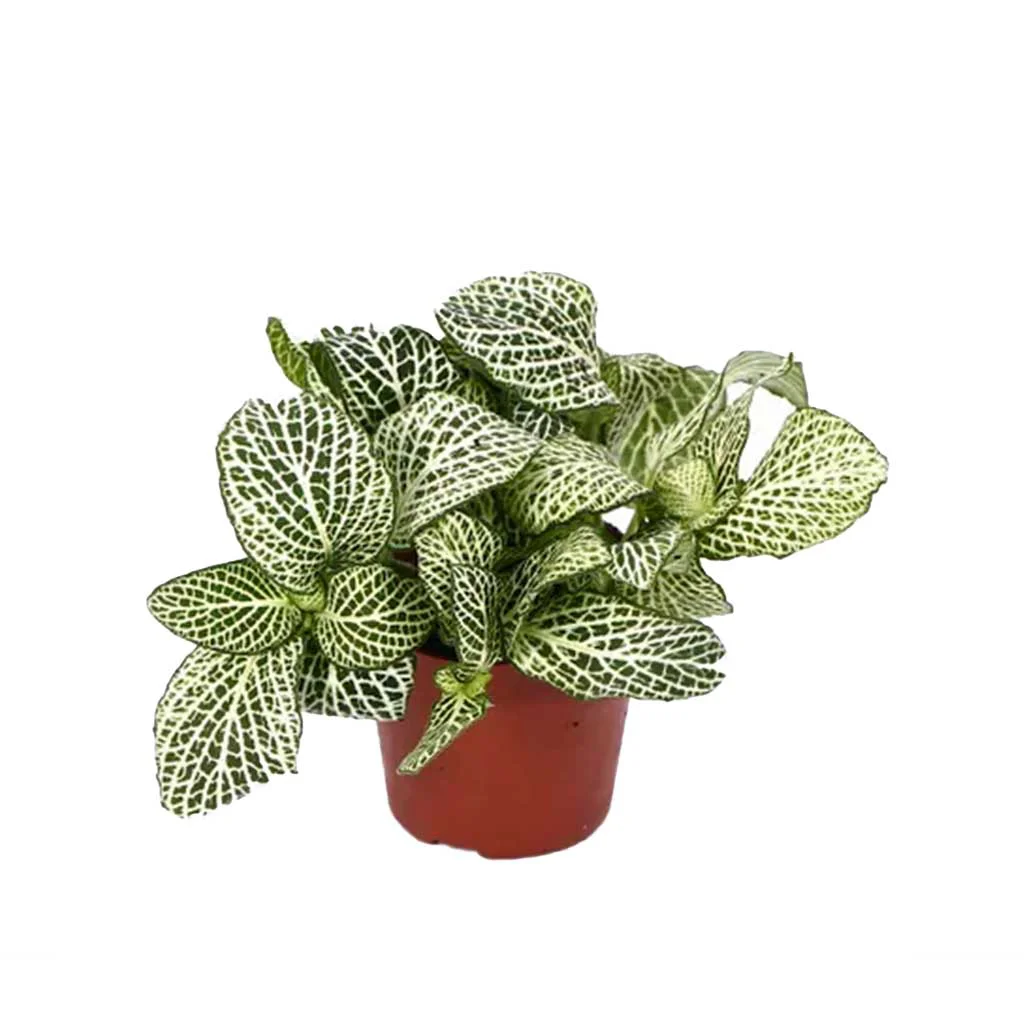 Sinir Bitkisi Fittonia - 8,5 Cm Saksıda