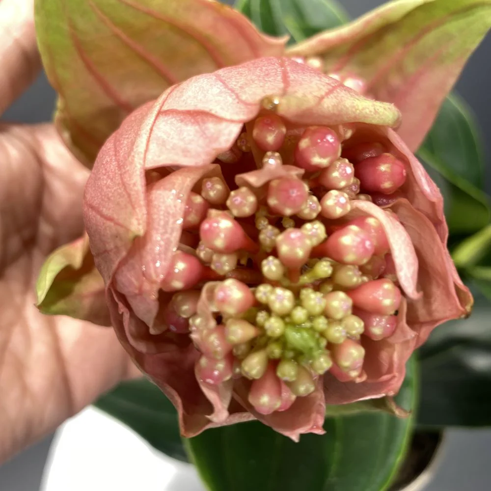 Medinilla Medine Gülü (14 Cm Saksıda)